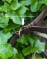 Preview: - Kopie